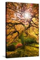 Autumn Maple and Sun, Japanese Garden Portland Oregon-Vincent James-Stretched Canvas