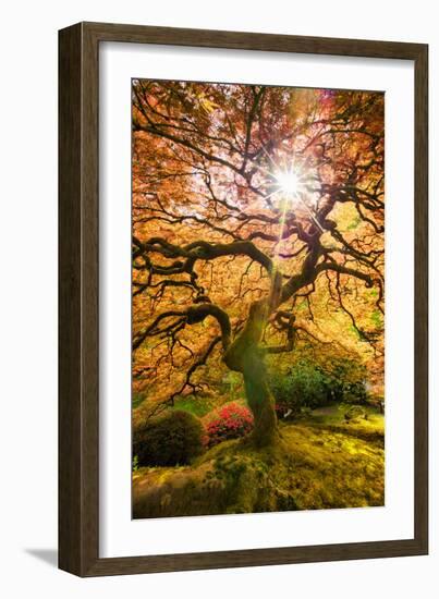 Autumn Maple and Sun, Japanese Garden Portland Oregon-Vincent James-Framed Photographic Print