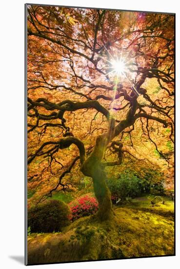 Autumn Maple and Sun, Japanese Garden Portland Oregon-Vincent James-Mounted Photographic Print