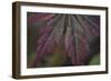 Autumn Maple I-Rita Crane-Framed Photographic Print