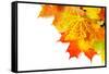 Autumn Maple Leafs Isolated on a White-Vitaliy Pakhnyushchyy-Framed Stretched Canvas