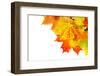 Autumn Maple Leafs Isolated on a White-Vitaliy Pakhnyushchyy-Framed Photographic Print