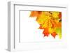 Autumn Maple Leafs Isolated on a White-Vitaliy Pakhnyushchyy-Framed Photographic Print