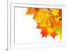 Autumn Maple Leafs Isolated on a White-Vitaliy Pakhnyushchyy-Framed Photographic Print