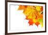 Autumn Maple Leafs Isolated on a White-Vitaliy Pakhnyushchyy-Framed Photographic Print