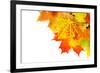 Autumn Maple Leafs Isolated on a White-Vitaliy Pakhnyushchyy-Framed Photographic Print