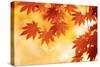 Autumn Maple Leaves Background-Sofiaworld-Stretched Canvas