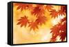 Autumn Maple Leaves Background-Sofiaworld-Framed Stretched Canvas