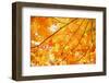 Autumn Maple Leaves Background-Liang Zhang-Framed Premium Photographic Print