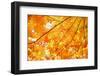 Autumn Maple Leaves Background-Liang Zhang-Framed Premium Photographic Print