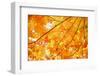 Autumn Maple Leaves Background-Liang Zhang-Framed Premium Photographic Print