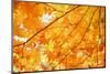 Autumn Maple Leaves Background-Liang Zhang-Mounted Premium Photographic Print