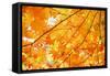 Autumn Maple Leaves Background-Liang Zhang-Framed Stretched Canvas