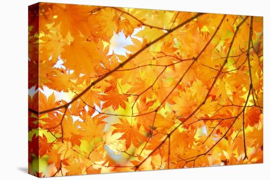 Autumn Maple Leaves Background-Liang Zhang-Stretched Canvas