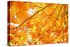 Autumn Maple Leaves Background-Liang Zhang-Stretched Canvas