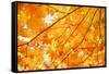 Autumn Maple Leaves Background-Liang Zhang-Framed Stretched Canvas