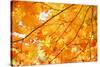 Autumn Maple Leaves Background-Liang Zhang-Stretched Canvas
