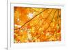 Autumn Maple Leaves Background-Liang Zhang-Framed Photographic Print