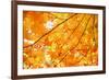 Autumn Maple Leaves Background-Liang Zhang-Framed Photographic Print