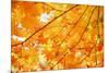 Autumn Maple Leaves Background-Liang Zhang-Mounted Photographic Print