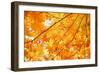 Autumn Maple Leaves Background-Liang Zhang-Framed Photographic Print