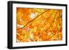 Autumn Maple Leaves Background-Liang Zhang-Framed Photographic Print