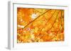 Autumn Maple Leaves Background-Liang Zhang-Framed Photographic Print