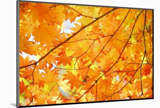 Autumn Maple Leaves Background-Liang Zhang-Mounted Photographic Print