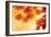 Autumn Maple Leaves Background-Sofiaworld-Framed Photographic Print