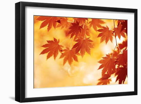 Autumn Maple Leaves Background-Sofiaworld-Framed Photographic Print