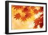 Autumn Maple Leaves Background-Sofiaworld-Framed Photographic Print