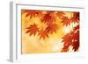 Autumn Maple Leaves Background-Sofiaworld-Framed Photographic Print