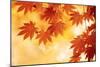 Autumn Maple Leaves Background-Sofiaworld-Mounted Photographic Print