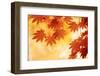 Autumn Maple Leaves Background-Sofiaworld-Framed Photographic Print