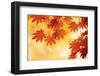 Autumn Maple Leaves Background-Sofiaworld-Framed Photographic Print