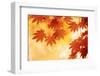 Autumn Maple Leaves Background-Sofiaworld-Framed Photographic Print