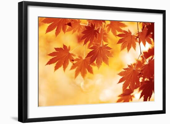 Autumn Maple Leaves Background-Sofiaworld-Framed Photographic Print