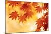 Autumn Maple Leaves Background-Sofiaworld-Mounted Photographic Print