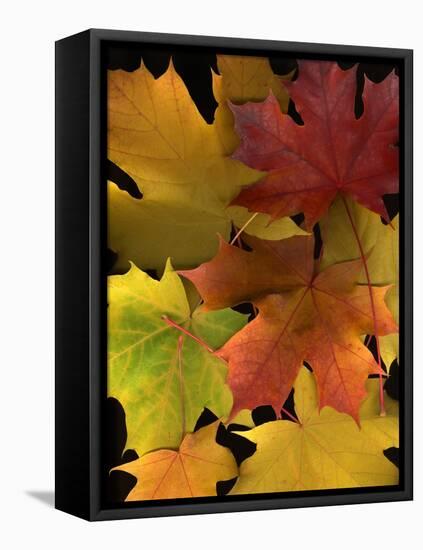 Autumn Maple Leaves-Steve Terrill-Framed Stretched Canvas