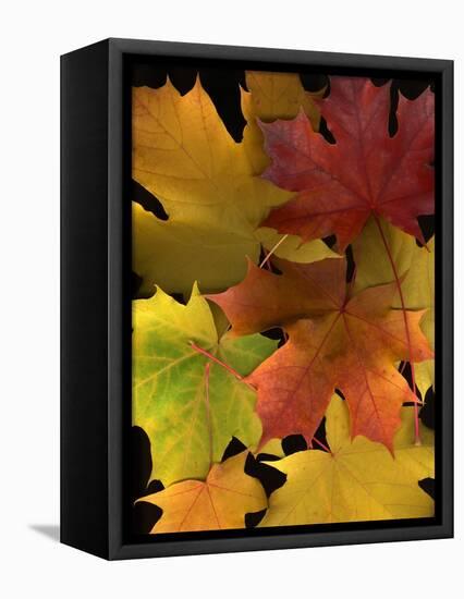 Autumn Maple Leaves-Steve Terrill-Framed Stretched Canvas