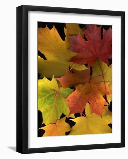 Autumn Maple Leaves-Steve Terrill-Framed Photographic Print