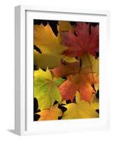 Autumn Maple Leaves-Steve Terrill-Framed Photographic Print