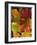 Autumn Maple Leaves-Steve Terrill-Framed Photographic Print