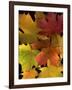 Autumn Maple Leaves-Steve Terrill-Framed Photographic Print