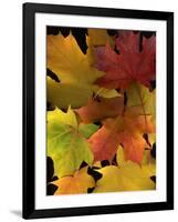 Autumn Maple Leaves-Steve Terrill-Framed Photographic Print