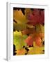 Autumn Maple Leaves-Steve Terrill-Framed Photographic Print