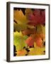 Autumn Maple Leaves-Steve Terrill-Framed Photographic Print