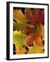 Autumn Maple Leaves-Steve Terrill-Framed Photographic Print