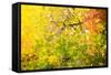 Autumn Maple Trees Background-Voy-Framed Stretched Canvas