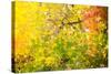 Autumn Maple Trees Background-Voy-Stretched Canvas